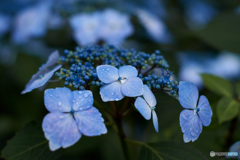 紫陽花には雨粒が良く似合います