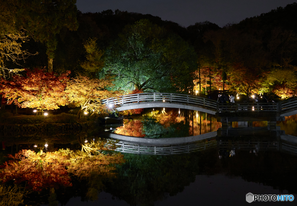 薬師池公園 紅葉ライトアップ