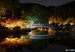 薬師池公園 紅葉ライトアップ