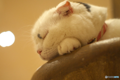 今日は日本の猫の日 おやすみにゃさい