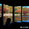 紅葉 水鏡 @昭和記念公園 日本庭園