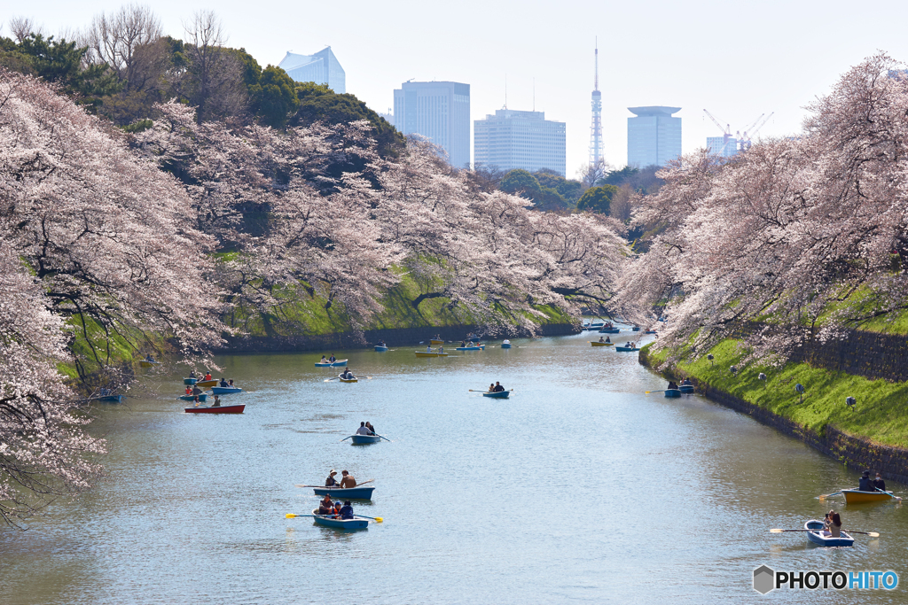 千鳥が淵の桜