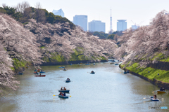 千鳥が淵の桜