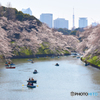 千鳥が淵の桜