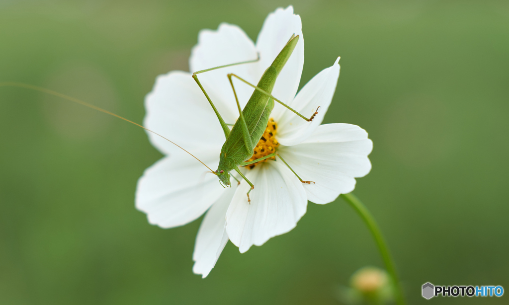 昆虫に大人気のコスモス