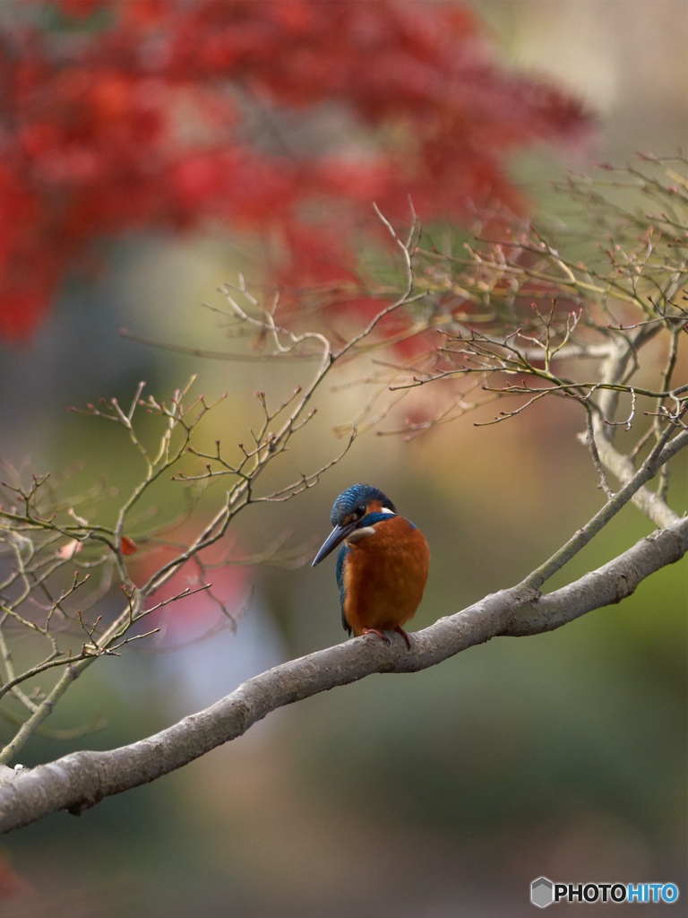 紅葉とカワセミ ＠薬師池公園