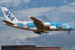 空飛ぶウミガメ 全日空 A380 フライングホヌ @成田空港 さくらの山公園