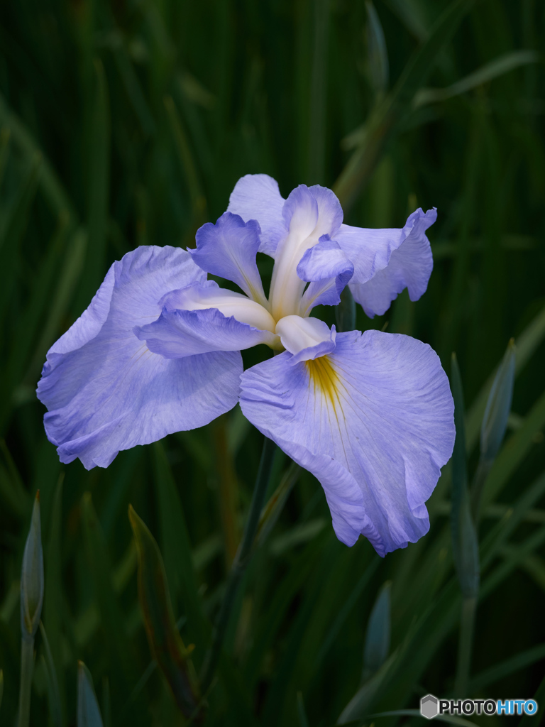 花菖蒲　＠北山公園