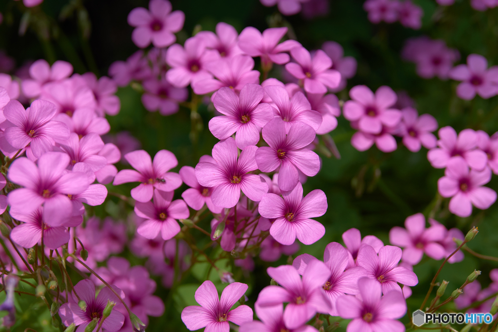 芋片喰　55mm F7.1　南沢あじさい山の麓にて