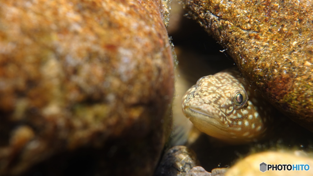 ひょっこりはん