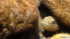 ひょっこりはん