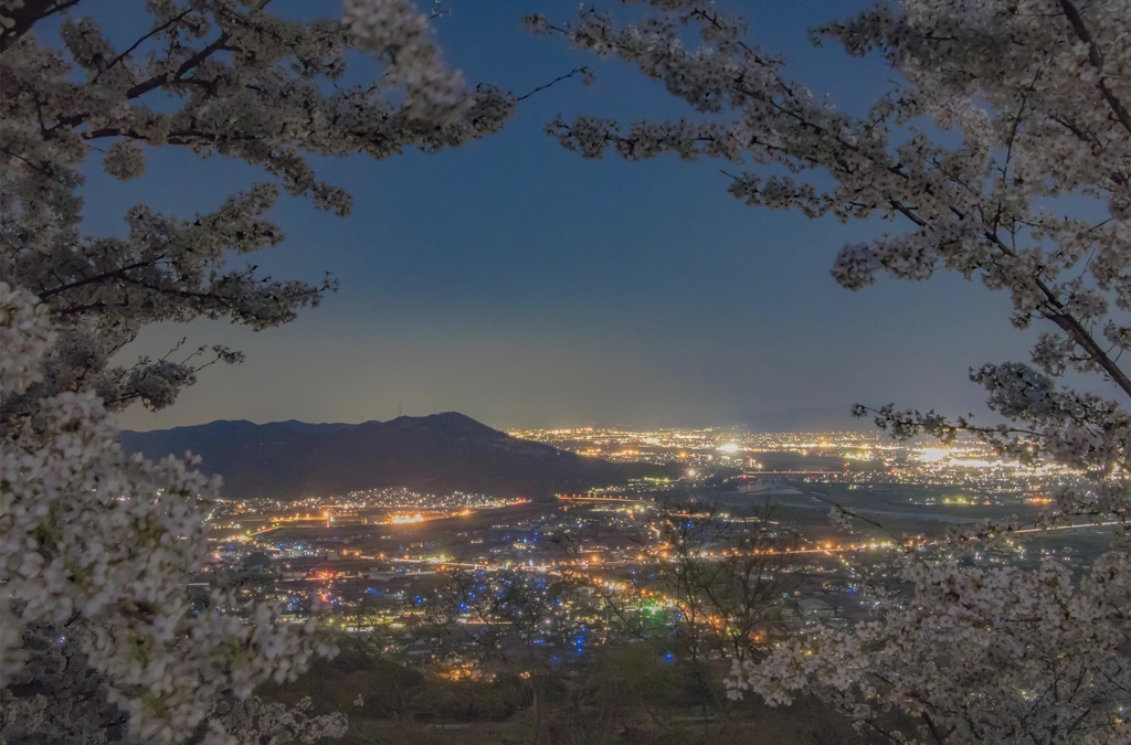 桜と夜景