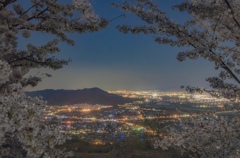 桜と夜景