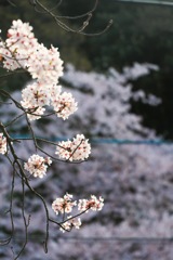 しだれ桜