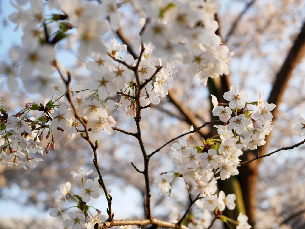 桜