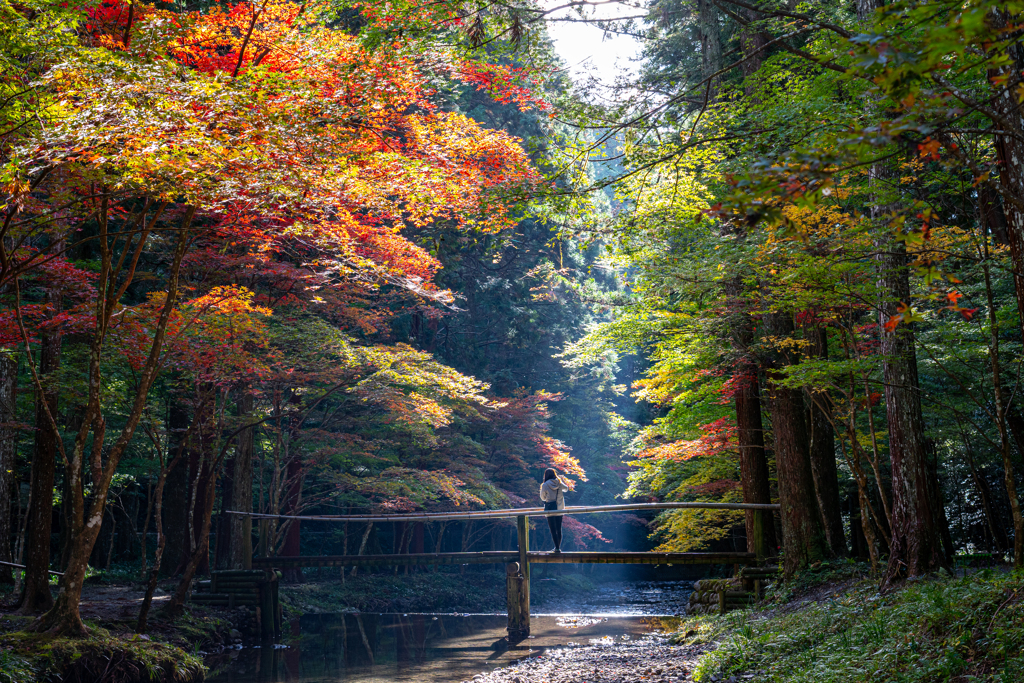 紅葉と光