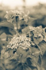 Hydrangea2