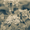 Hydrangea2
