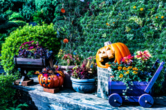 フラワーセンターのハロウィン