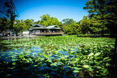 鎌倉鶴岡八幡宮