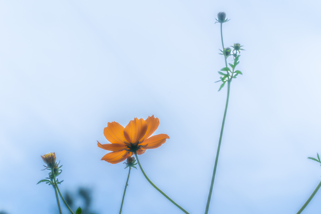 秋の花