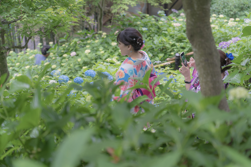 紫陽花に囲まれて