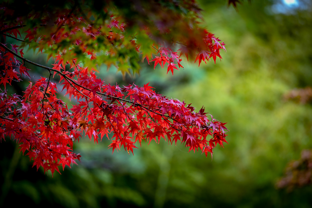 紅葉の季節②