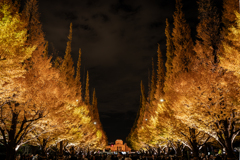 Tree lined illumination