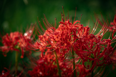 情熱の花