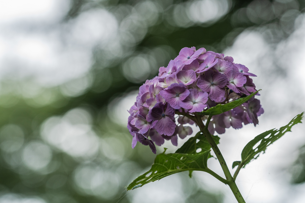 Hydrangea