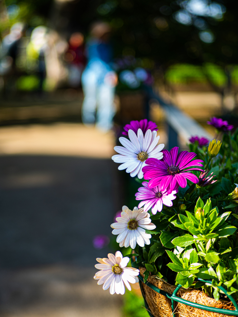 路傍の花