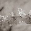 Spring coming soon