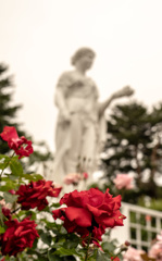 CLOUDY ROSE