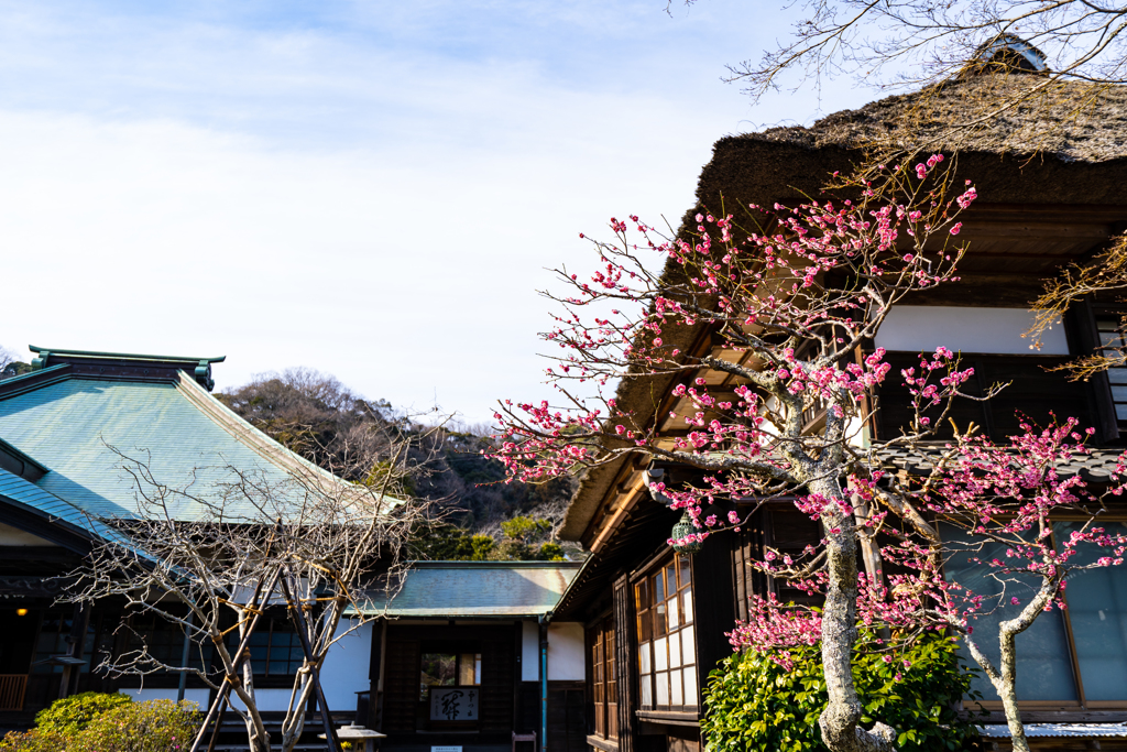 梅が合う場所
