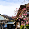 梅が合う場所