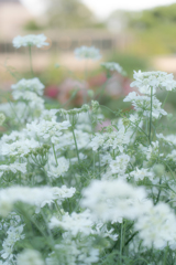 White in Green