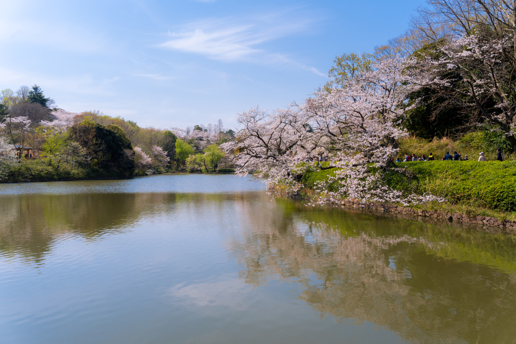 桜日和