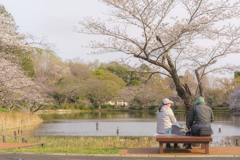 enjoy the blossoms !