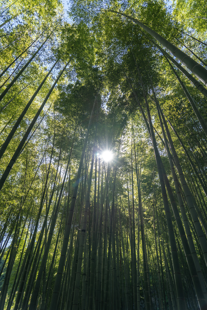 竹林の陽