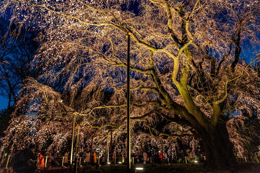 しだれ桜三分咲き
