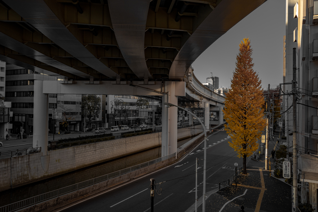 The Autumn Song