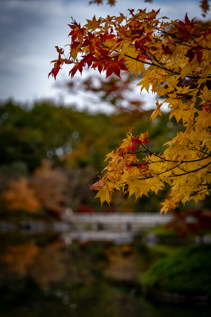 紅葉④