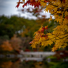 紅葉④