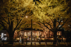 Ginkgo tree line street