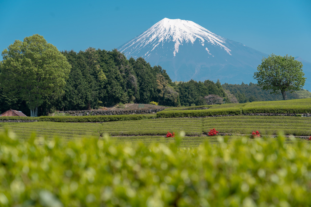 富士山景観５