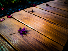 紅葉ラスト