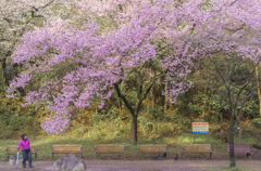 enjoy blossom viewing