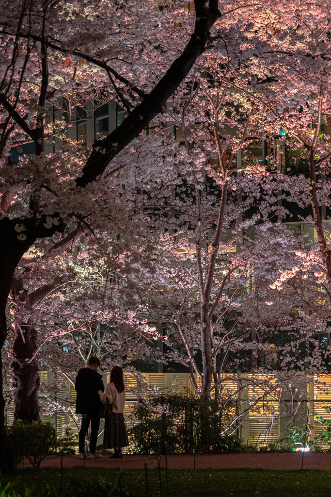 Under the cherry blossoms