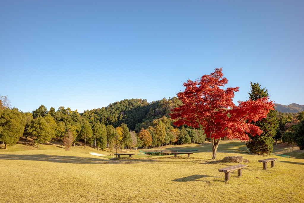 Red leaves