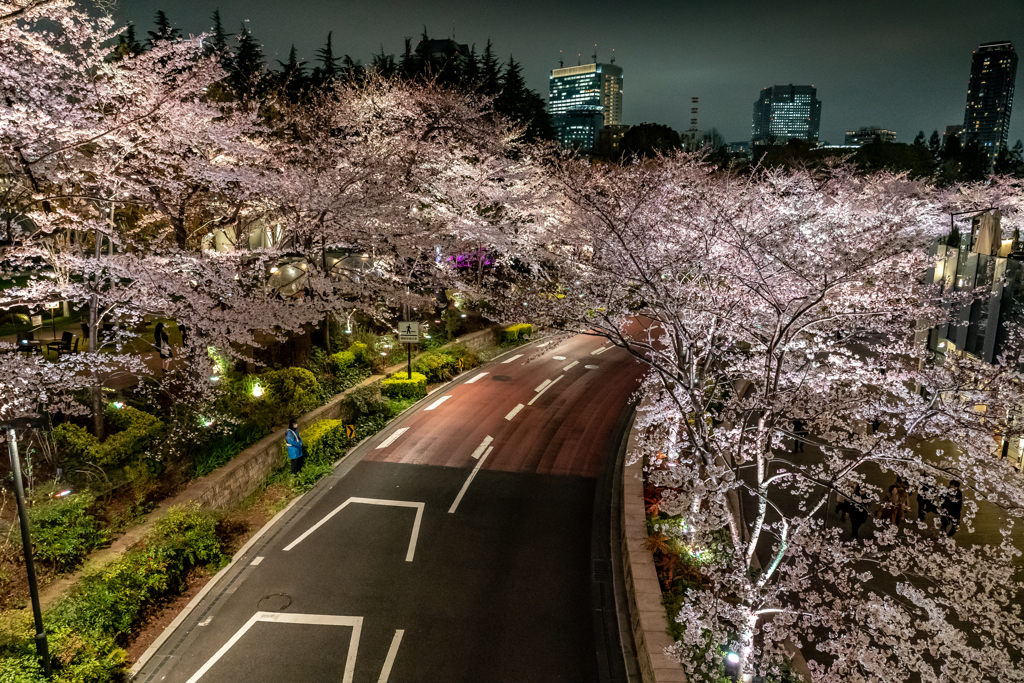 桜街道